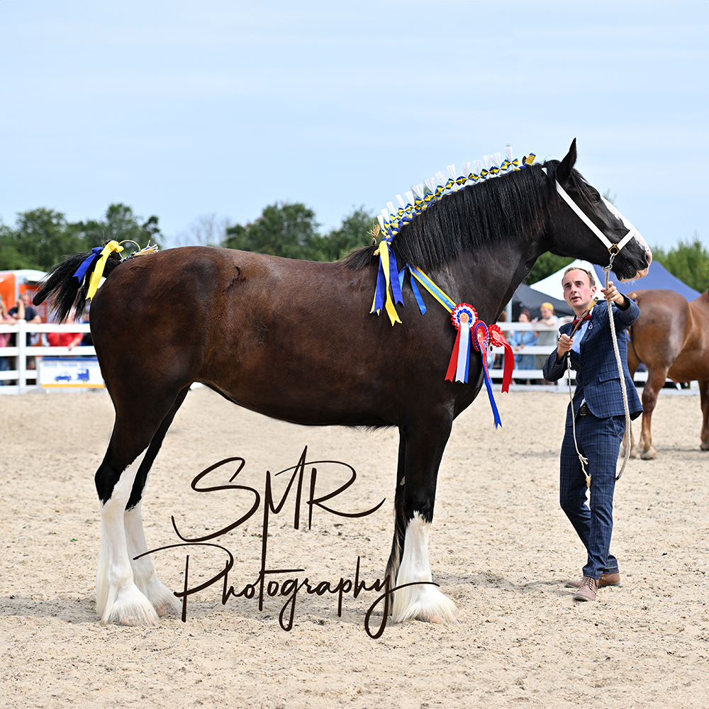 4-8-2024 Essex Shire Horse Society Annual Show