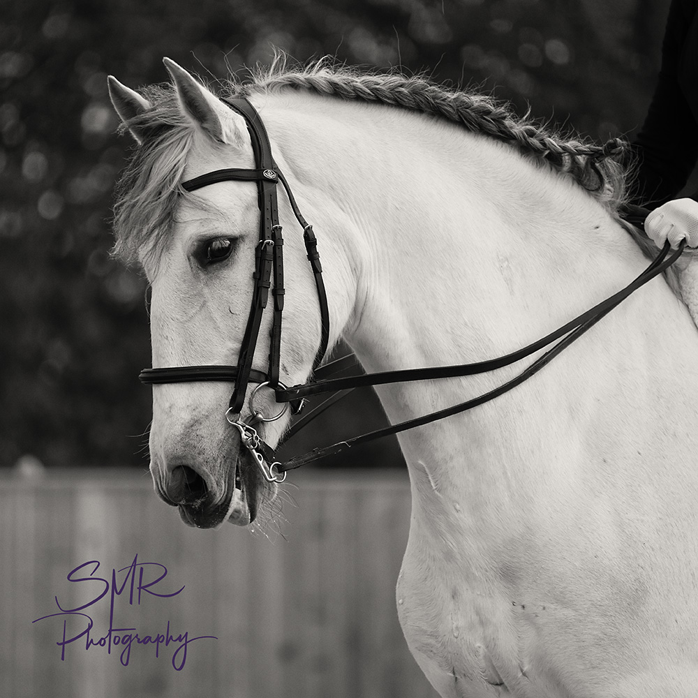 11-4-2026 - BD Affiliated Dressage